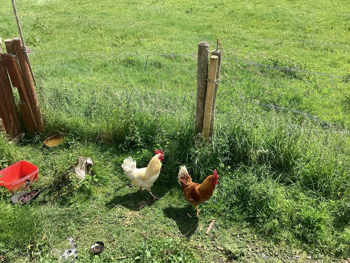 Roosters - Image 3
