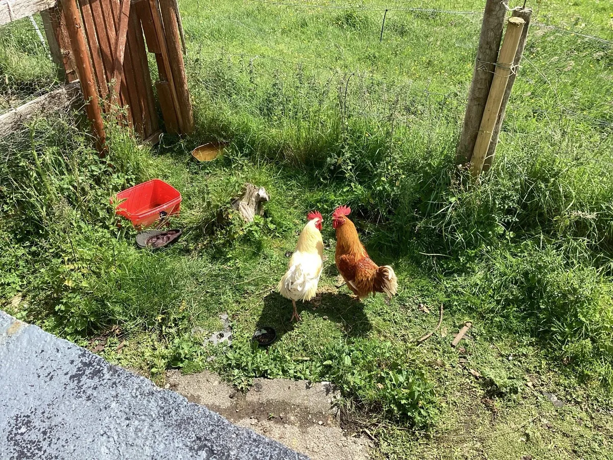 Roosters - Image 4