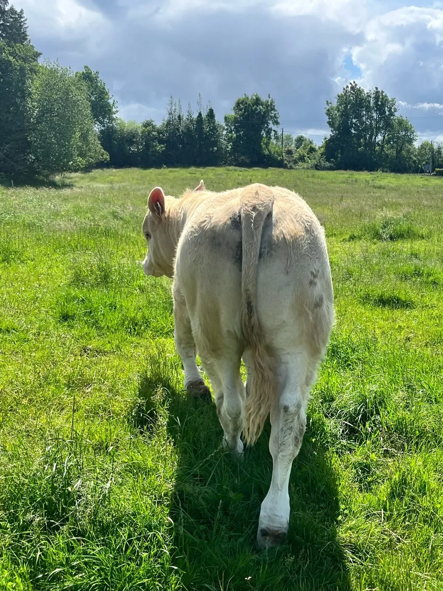 Bull Weanling SI x CH @ Ennis Mart 03rd Jun - Image 2