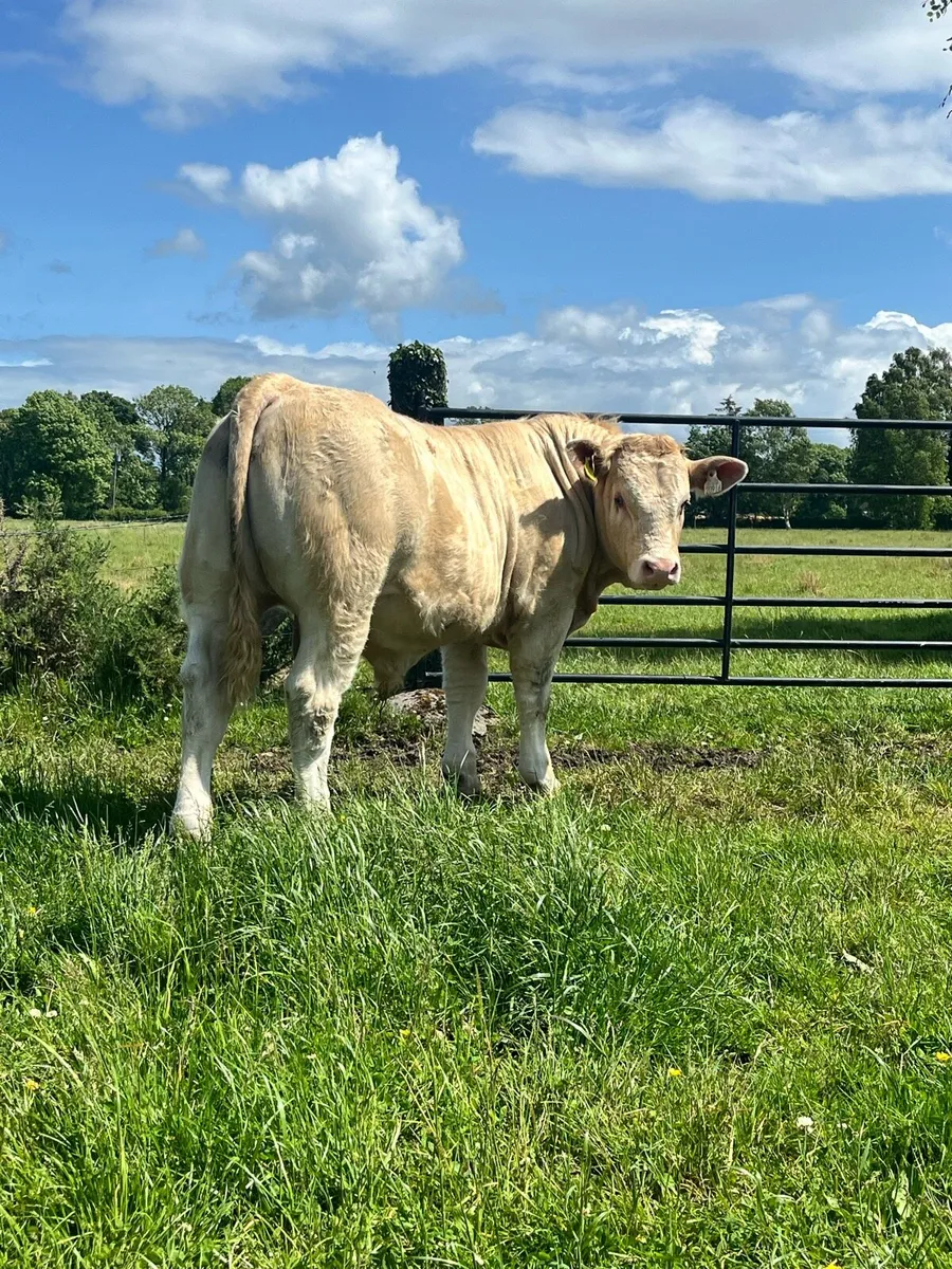 Bull Weanling SI x CH @ Ennis Mart 03rd Jun - Image 1