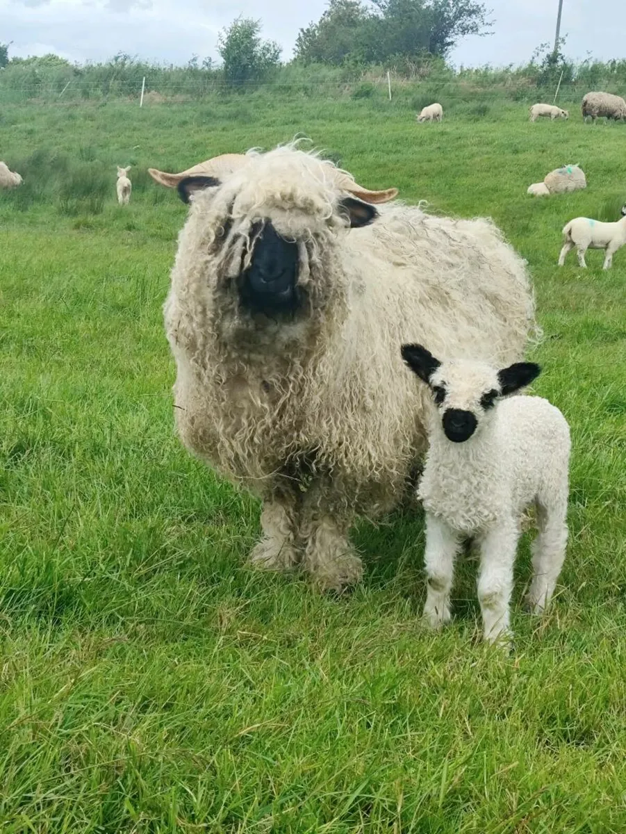 Sheep - Image 1