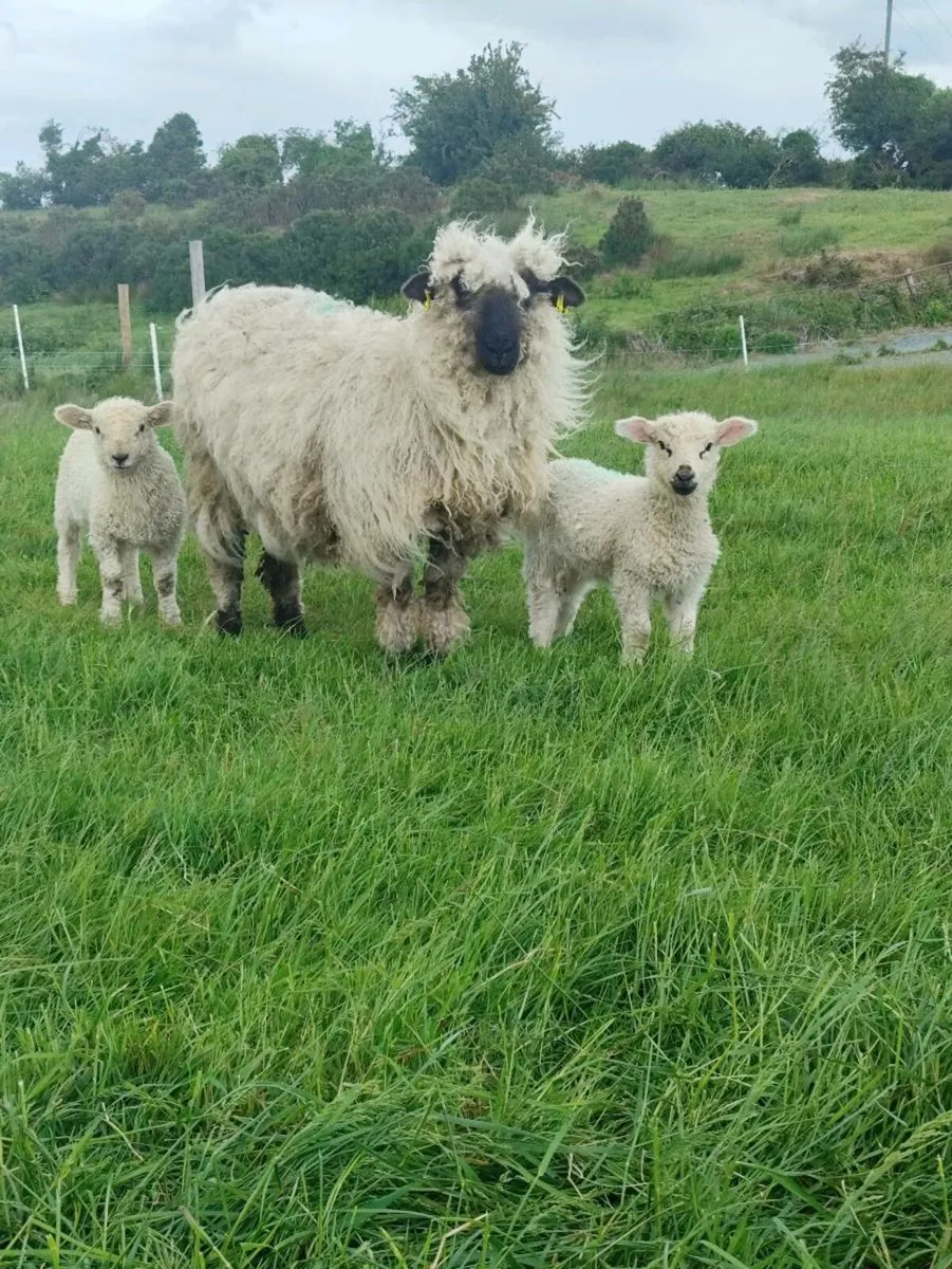 Sheep - Image 2
