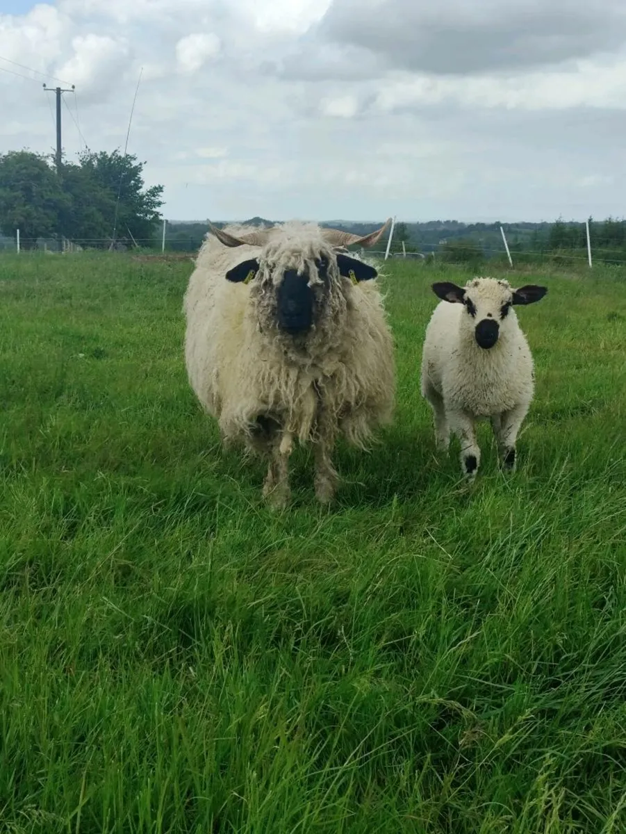 Sheep - Image 3