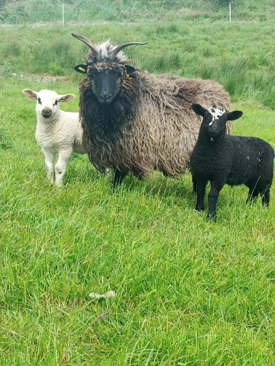 Sheep - Image 4