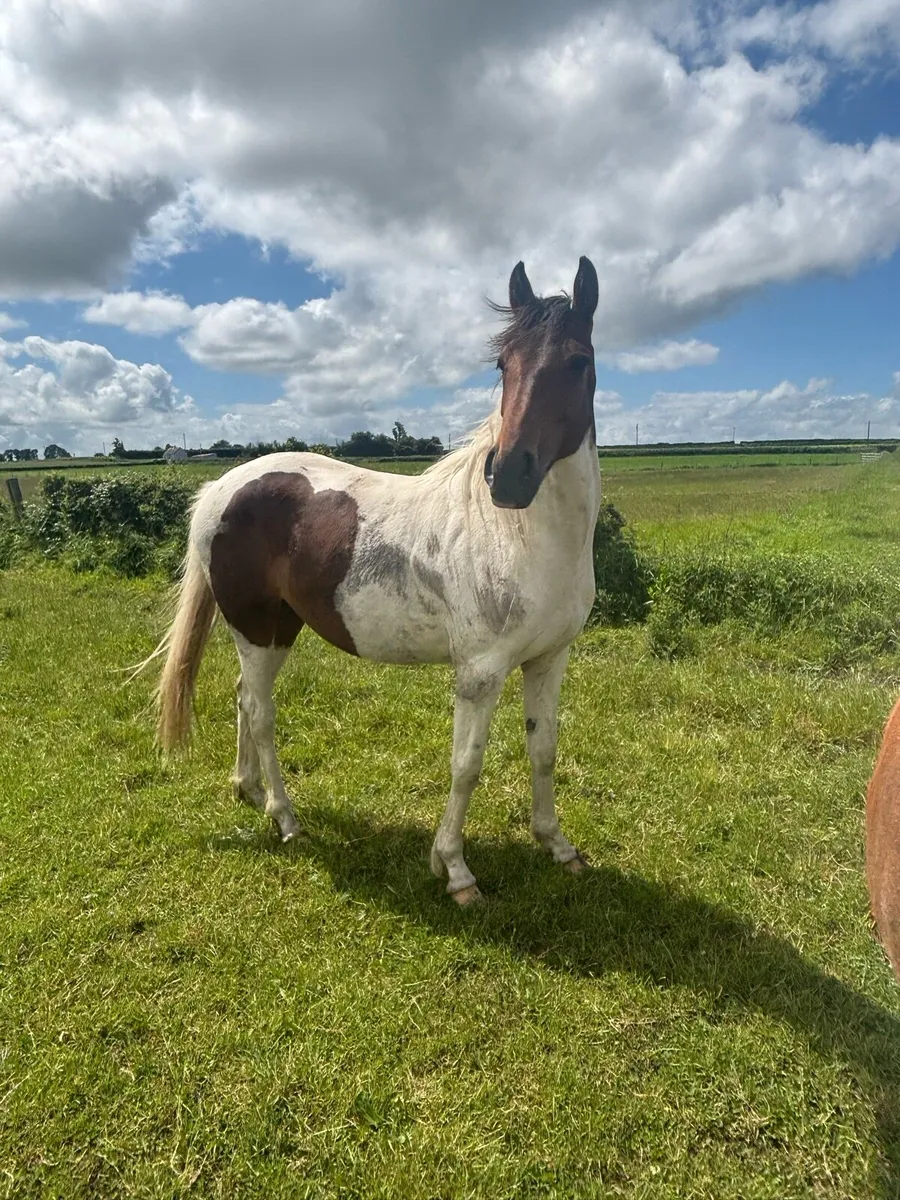Coloured filly - Image 2