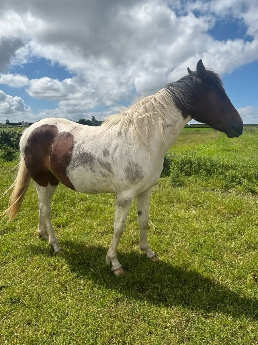 Coloured filly - Image 3