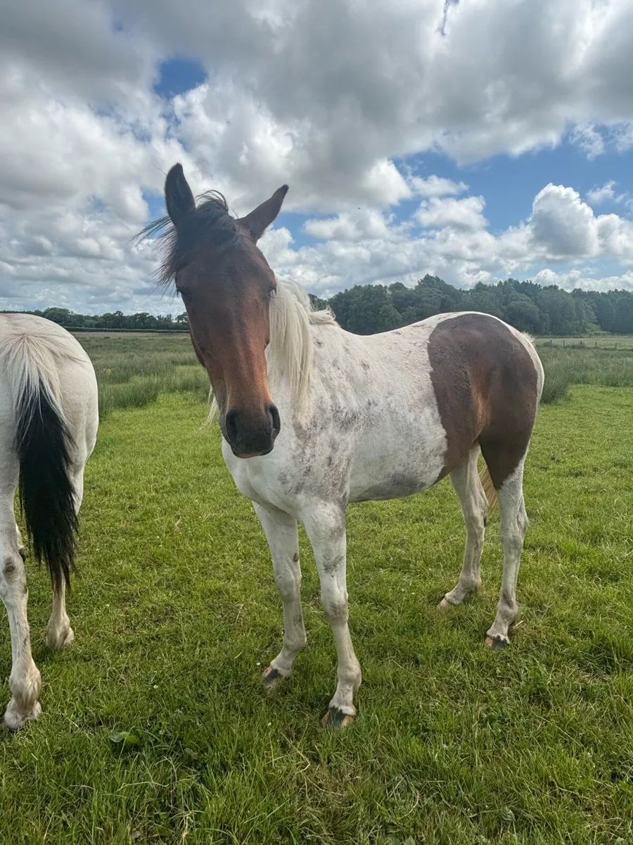 Coloured filly - Image 4