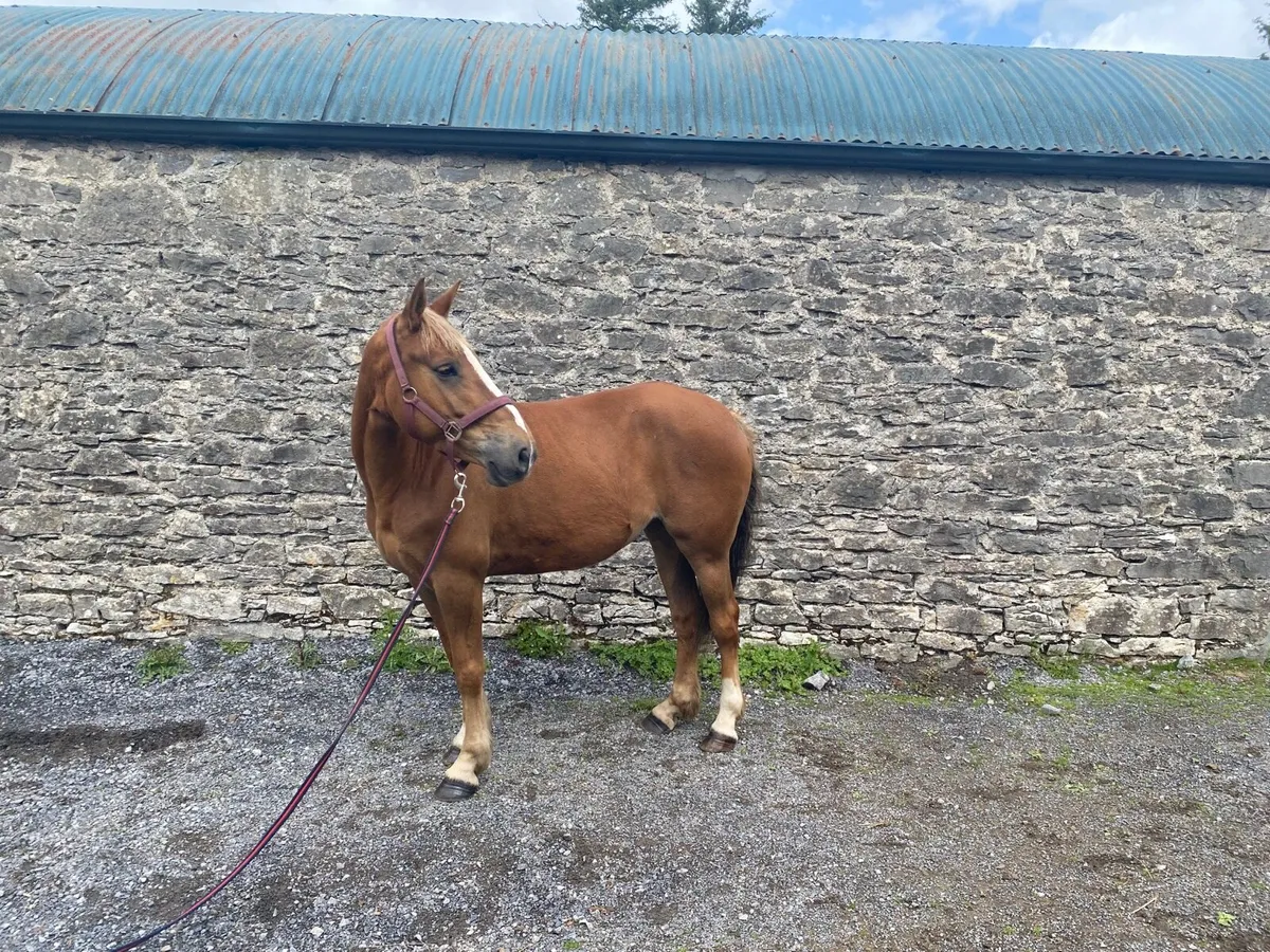 15.2 Chestnut Filly, 7 year old - Image 2