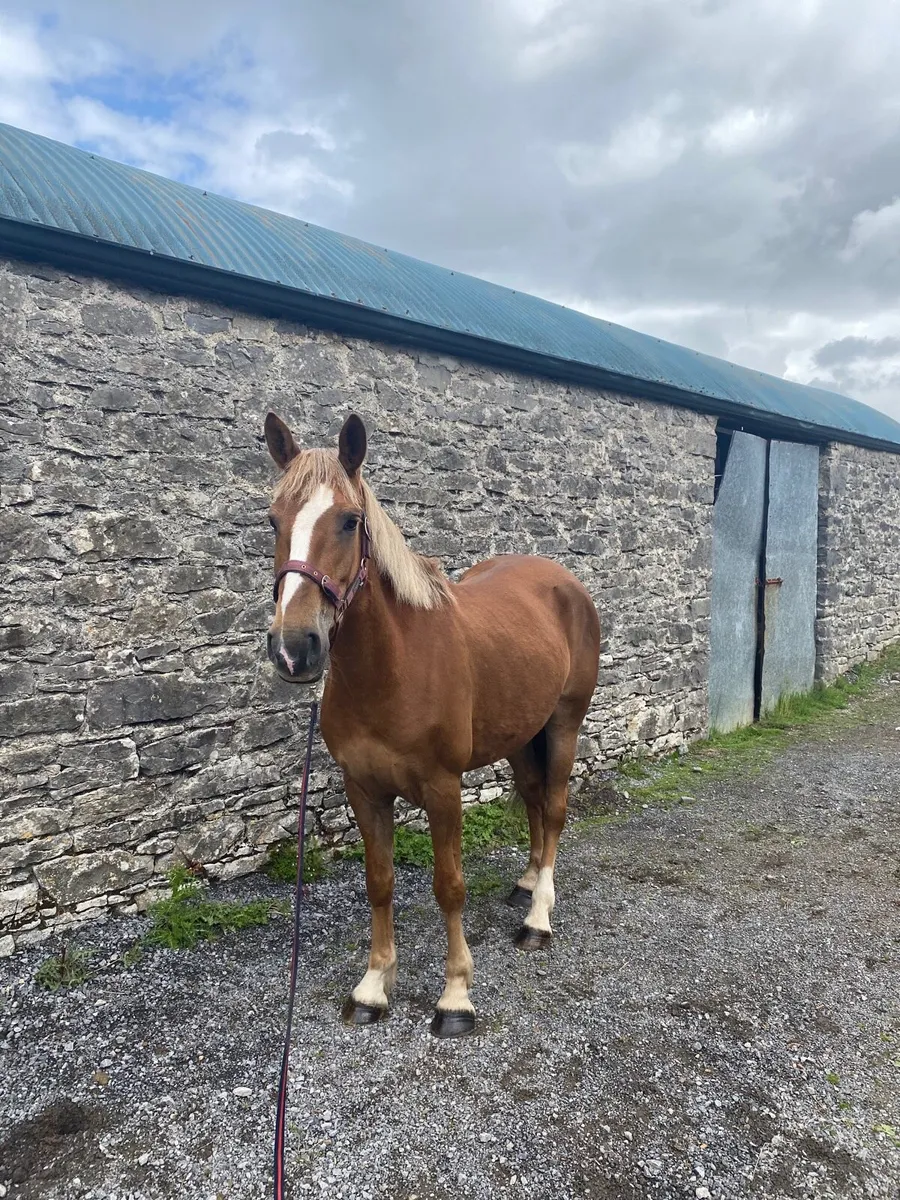 15.2 Chestnut Filly, 7 year old - Image 3