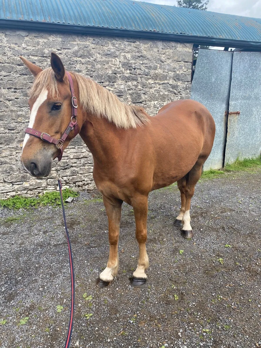 15.2 Chestnut Filly, 7 year old - Image 4