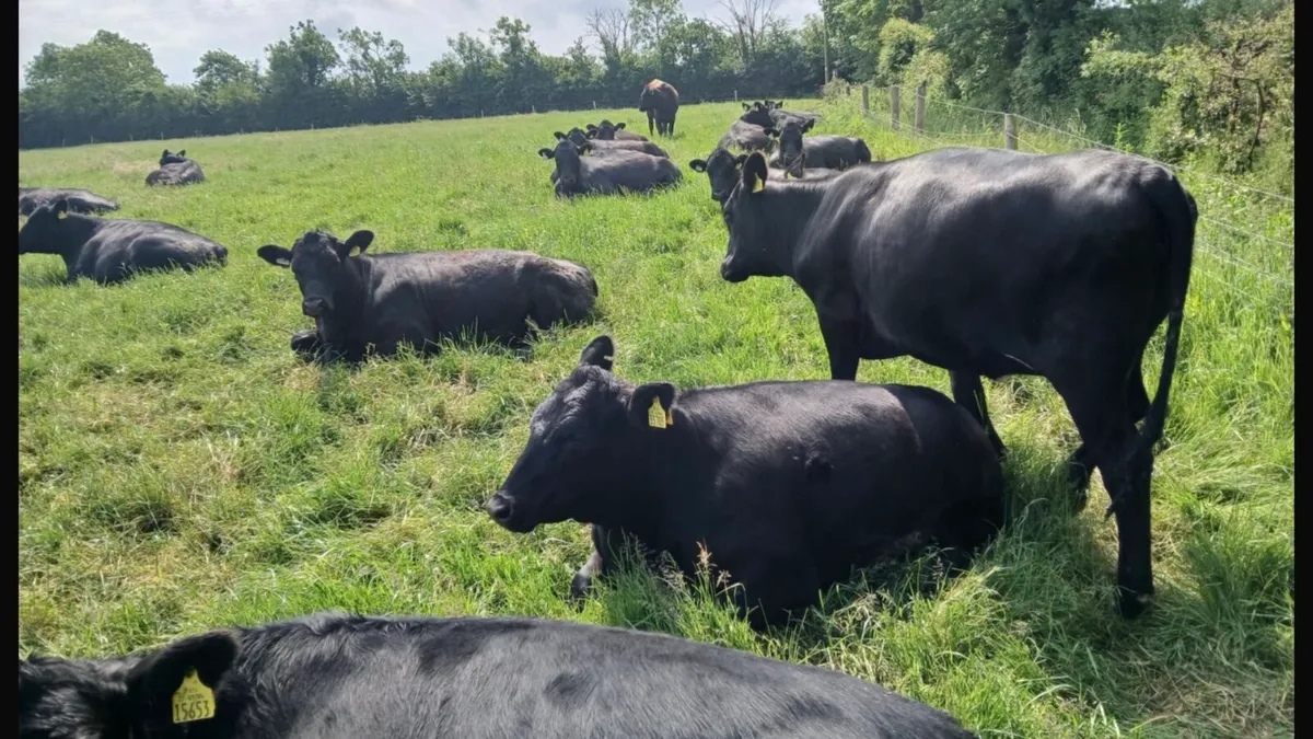 Heifers - Image 1