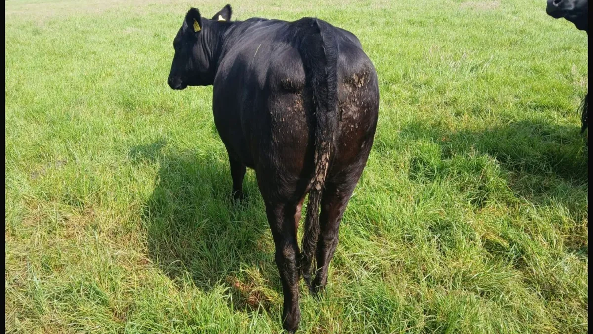 Heifers - Image 2