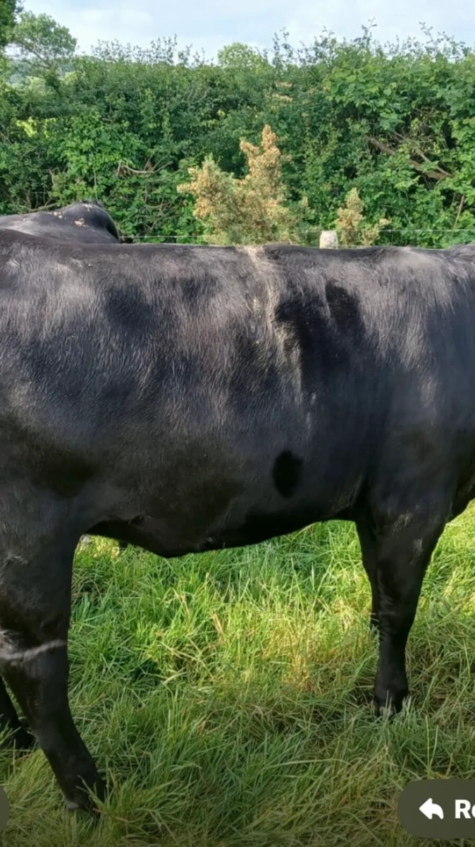 Heifers - Image 4