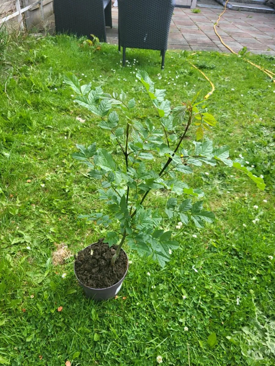 Ash Trees - Image 1