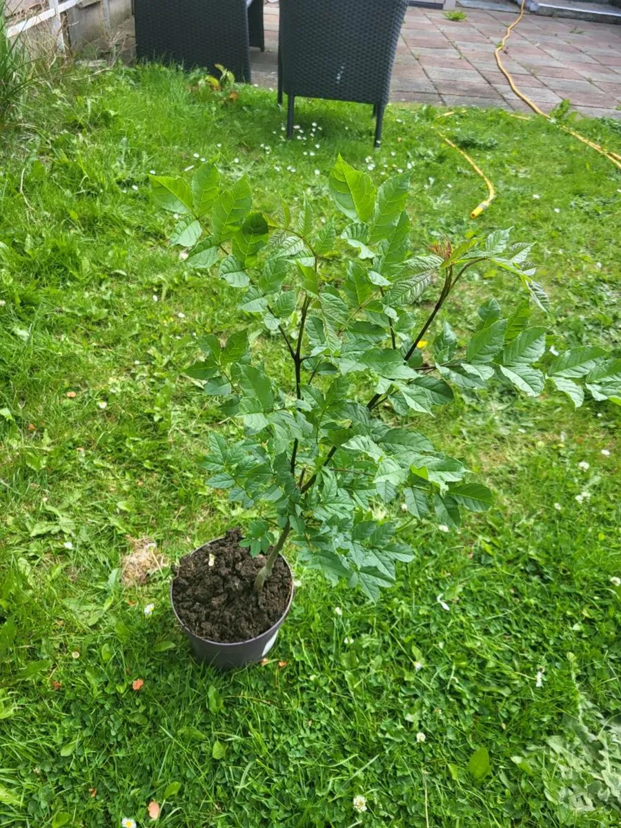Ash Trees - Image 2