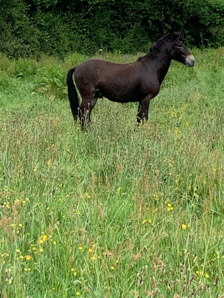 MULE - Image 1