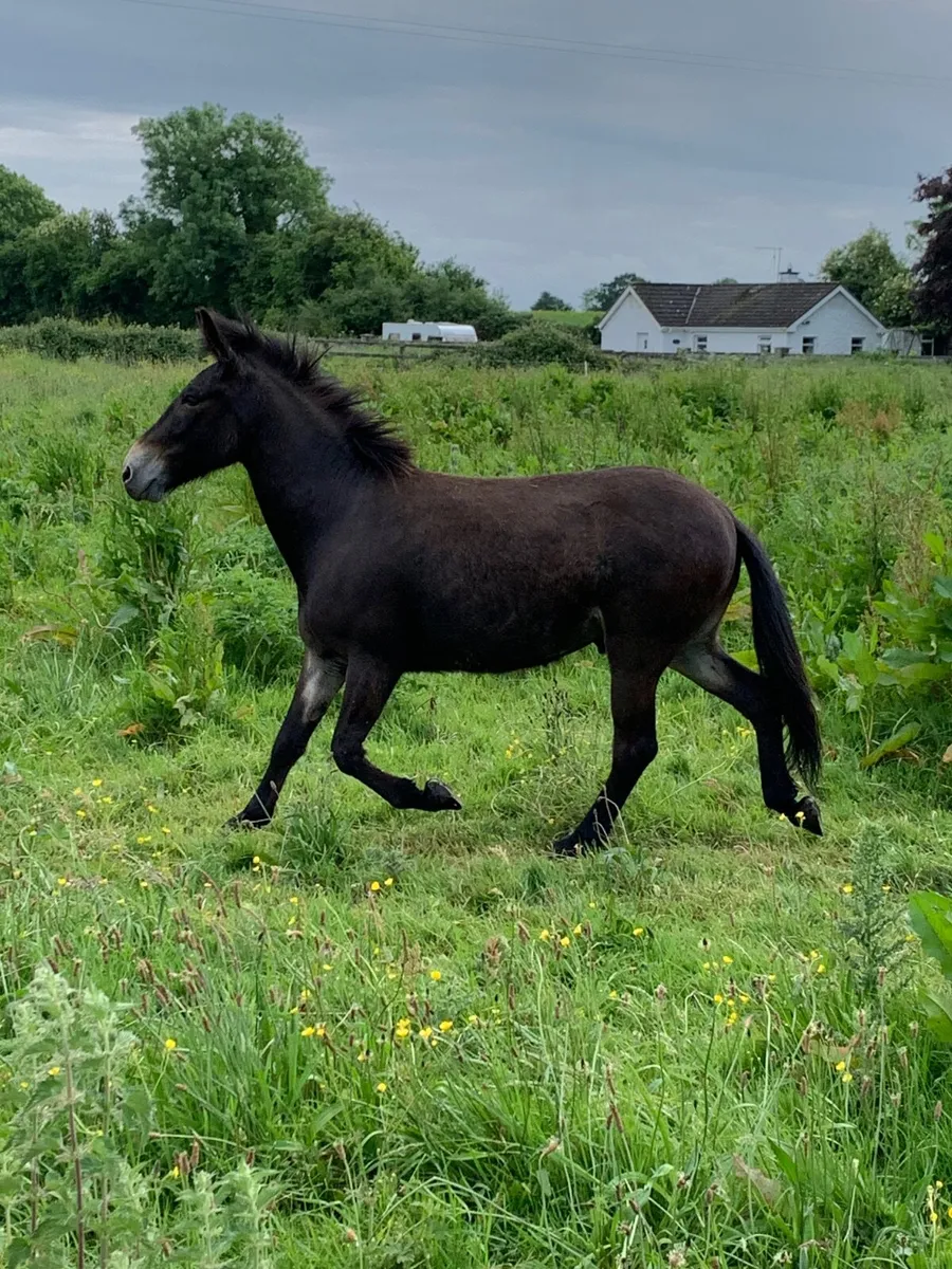MULE - Image 2
