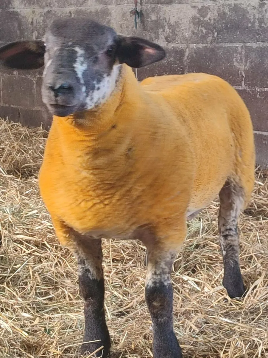 Suftex Ram Lamb - Image 1