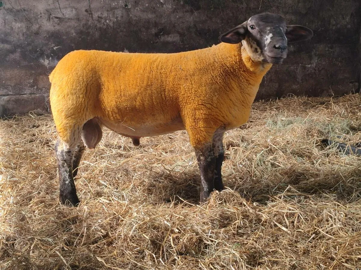 Suftex Ram Lamb - Image 2