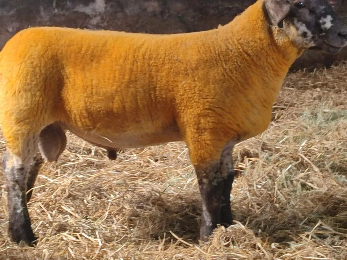 Suftex Ram Lamb - Image 3