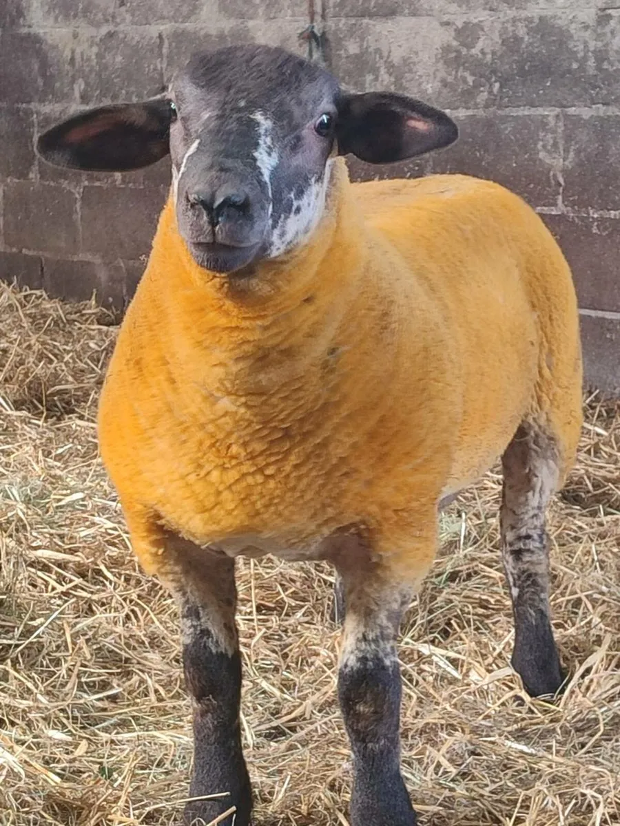 Suftex Ram Lamb - Image 4