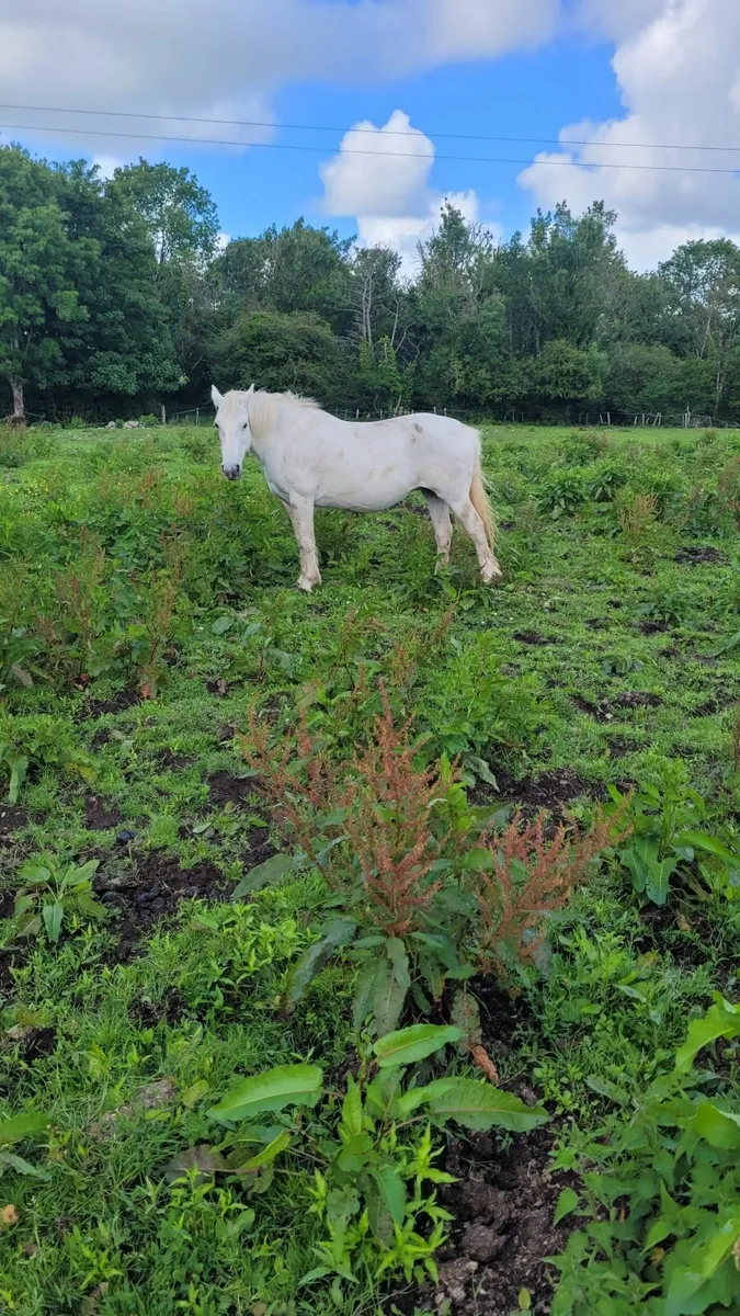 Mare in foal for sale - Image 2