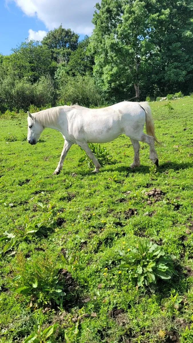Mare in foal for sale - Image 1