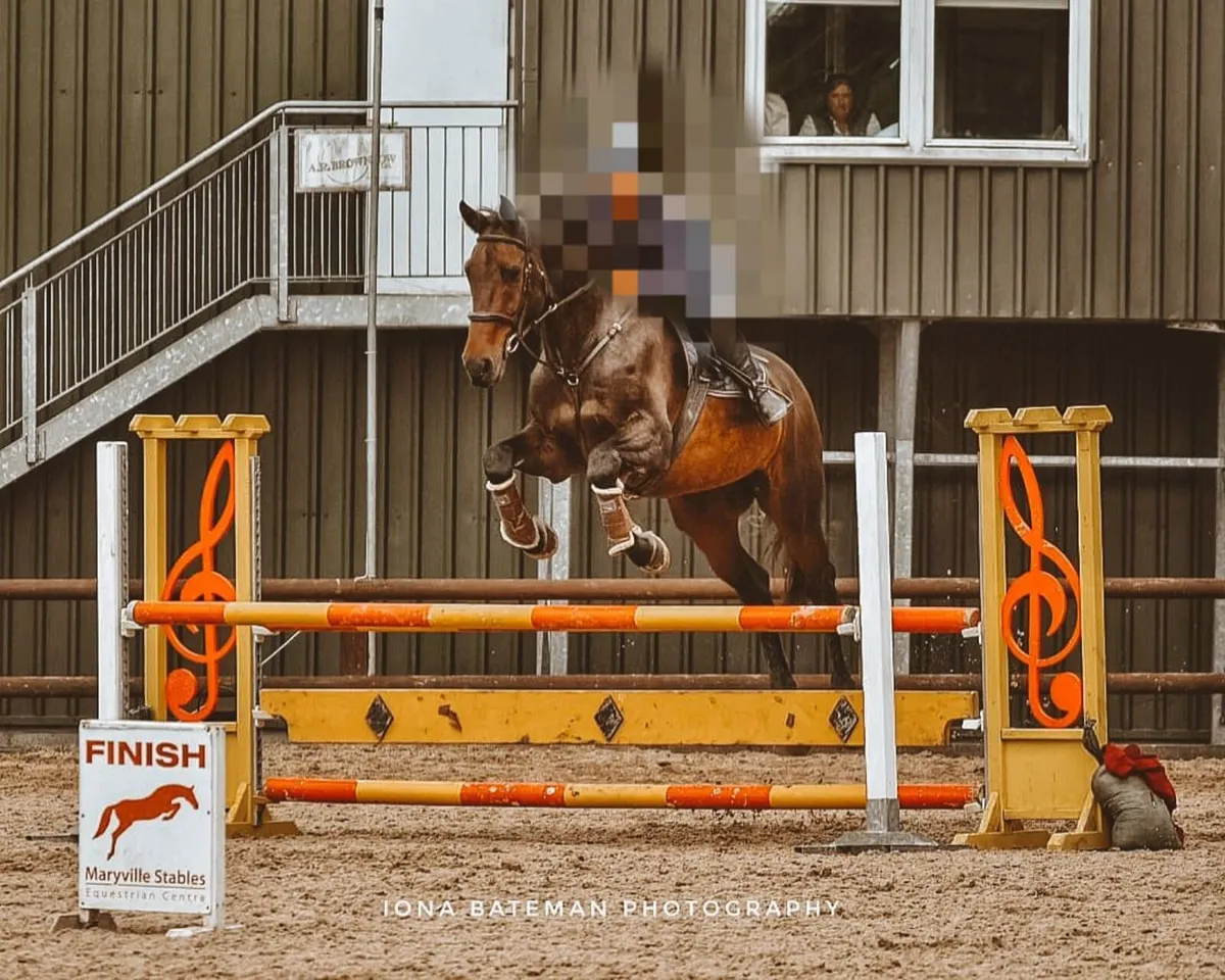 Show Jumper/hunter - Image 1