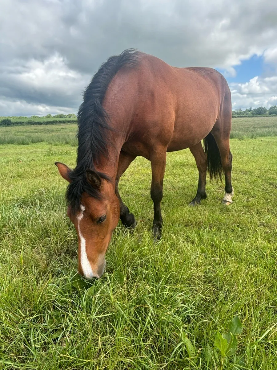 Bay Commemara filly - Image 2