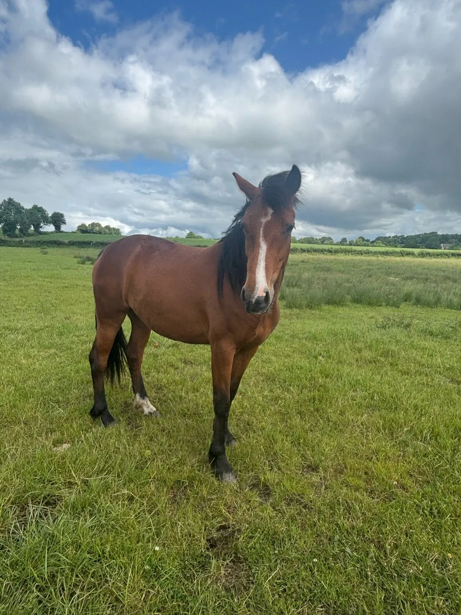 Bay Commemara filly - Image 3
