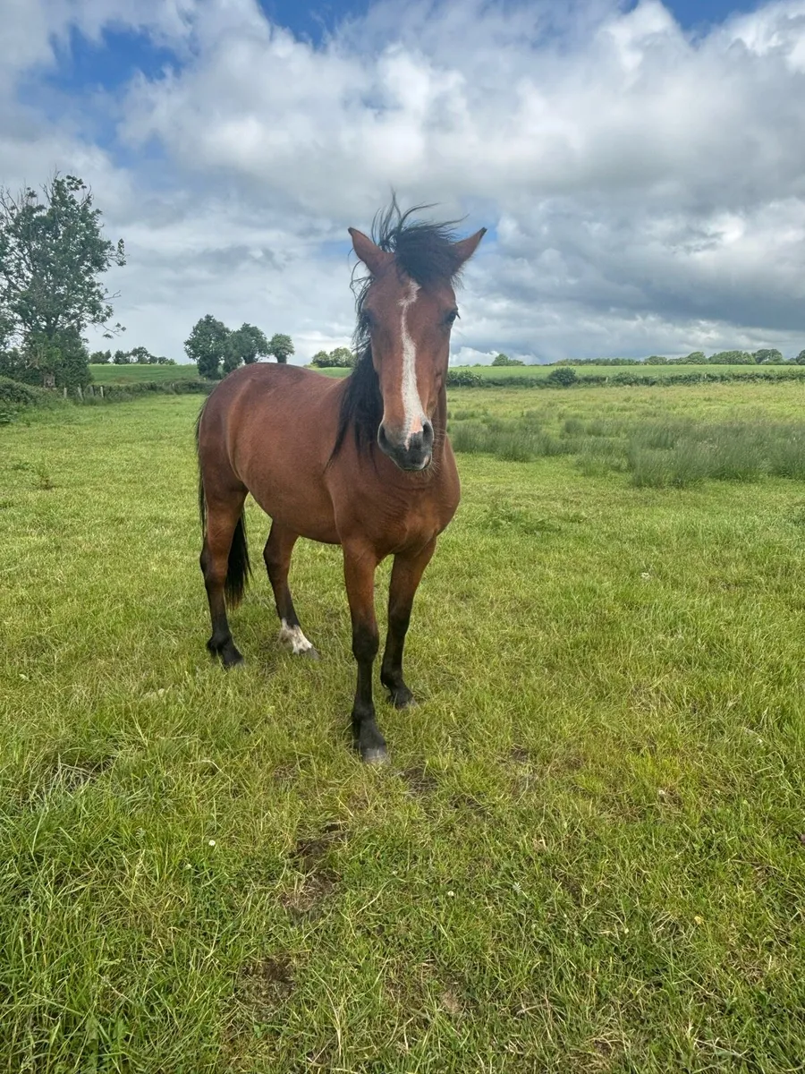 Bay Commemara filly - Image 4