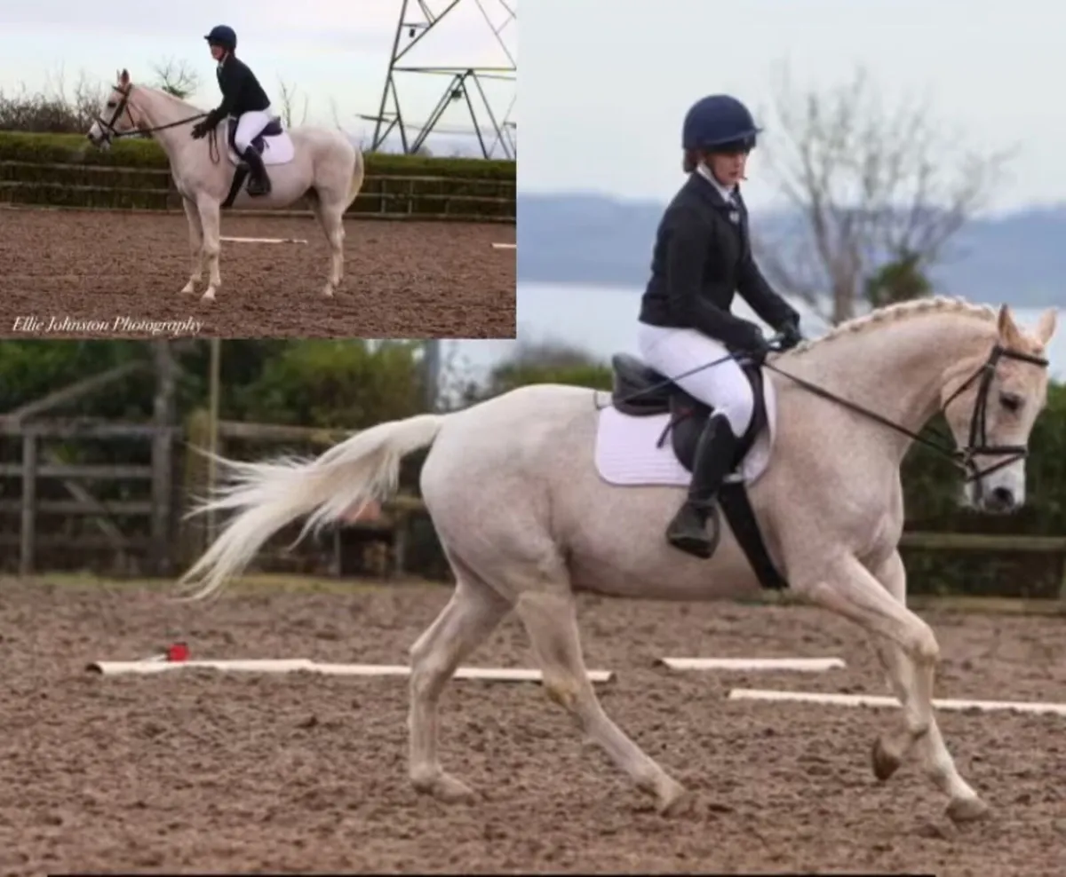 15hh Arab X Connemara - Image 3