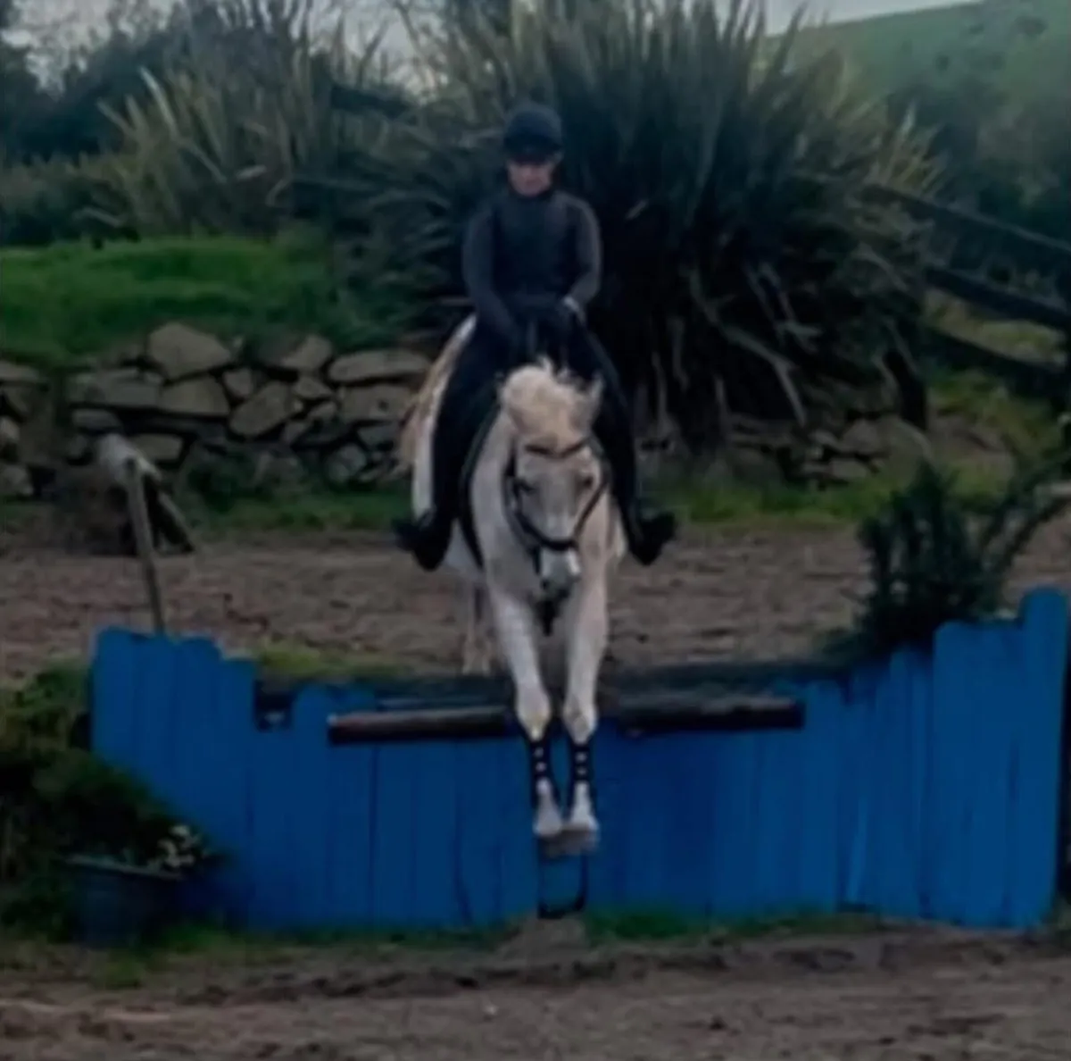 15hh Arab X Connemara - Image 4