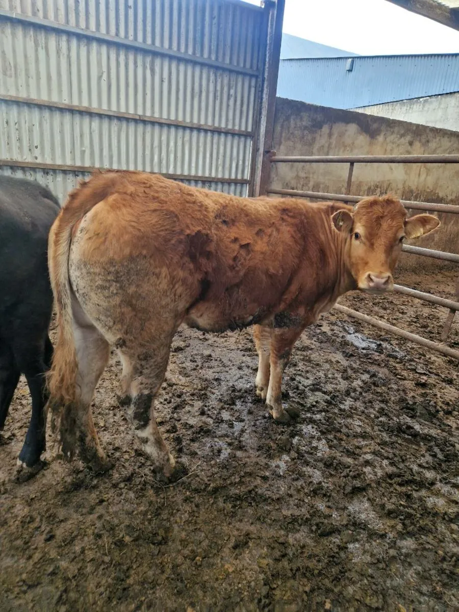 Purebred Heifer - Image 1