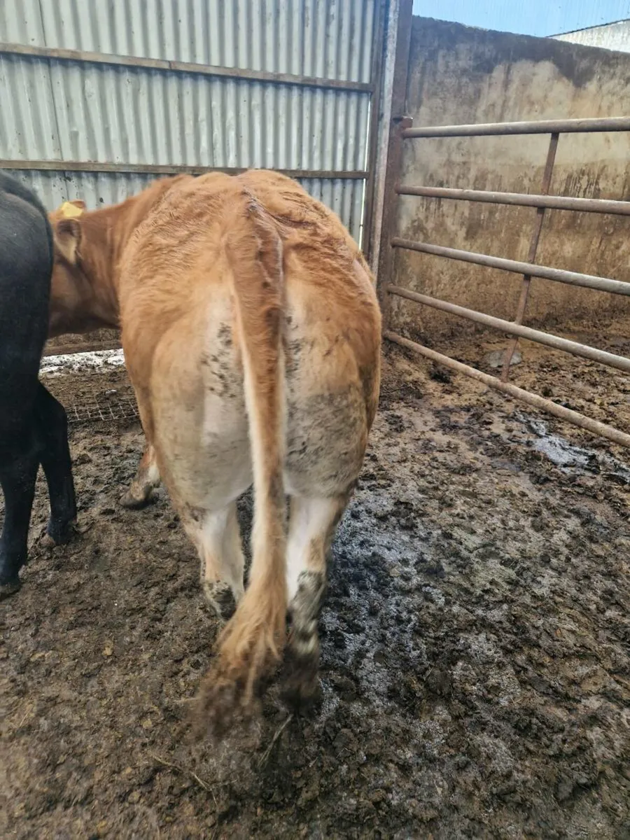 Purebred Heifer - Image 2