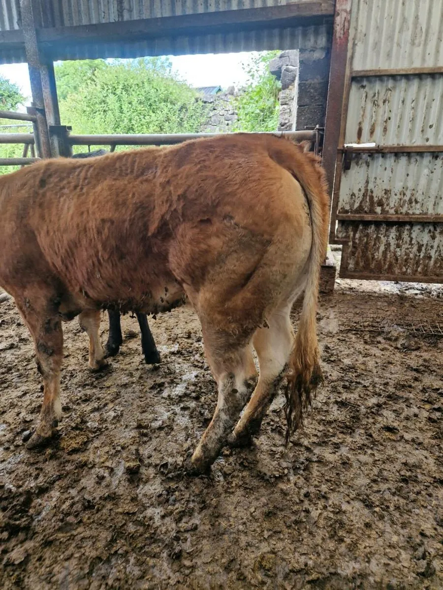 Purebred Heifer - Image 3