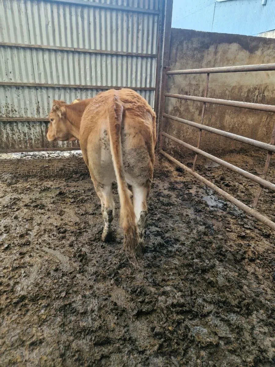 Purebred Heifer - Image 4