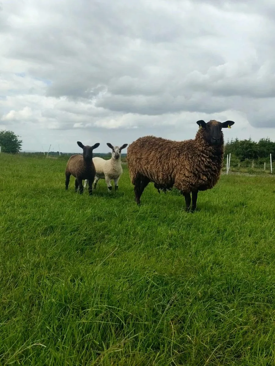 Sheep - Image 1