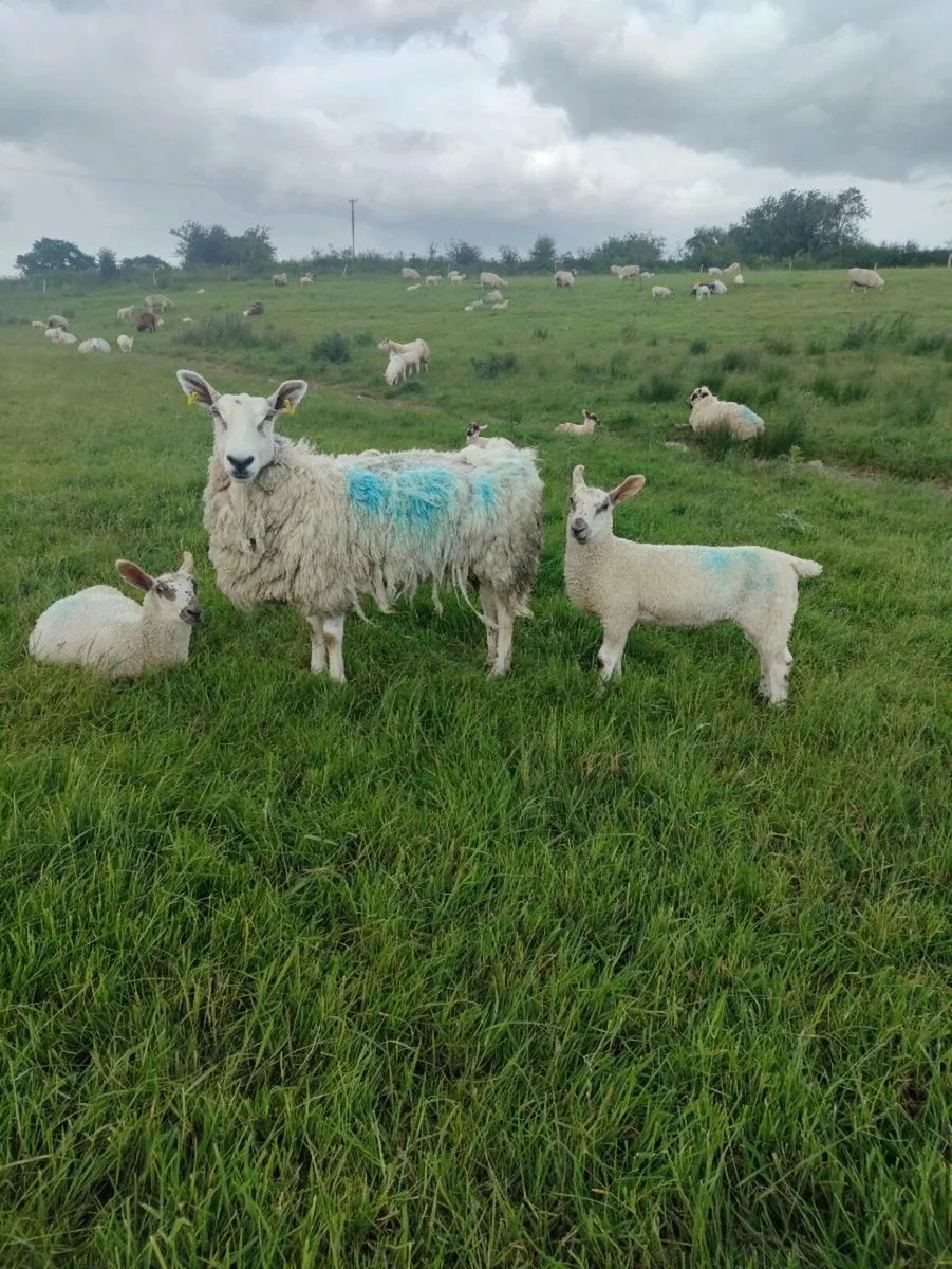 Sheep - Image 2