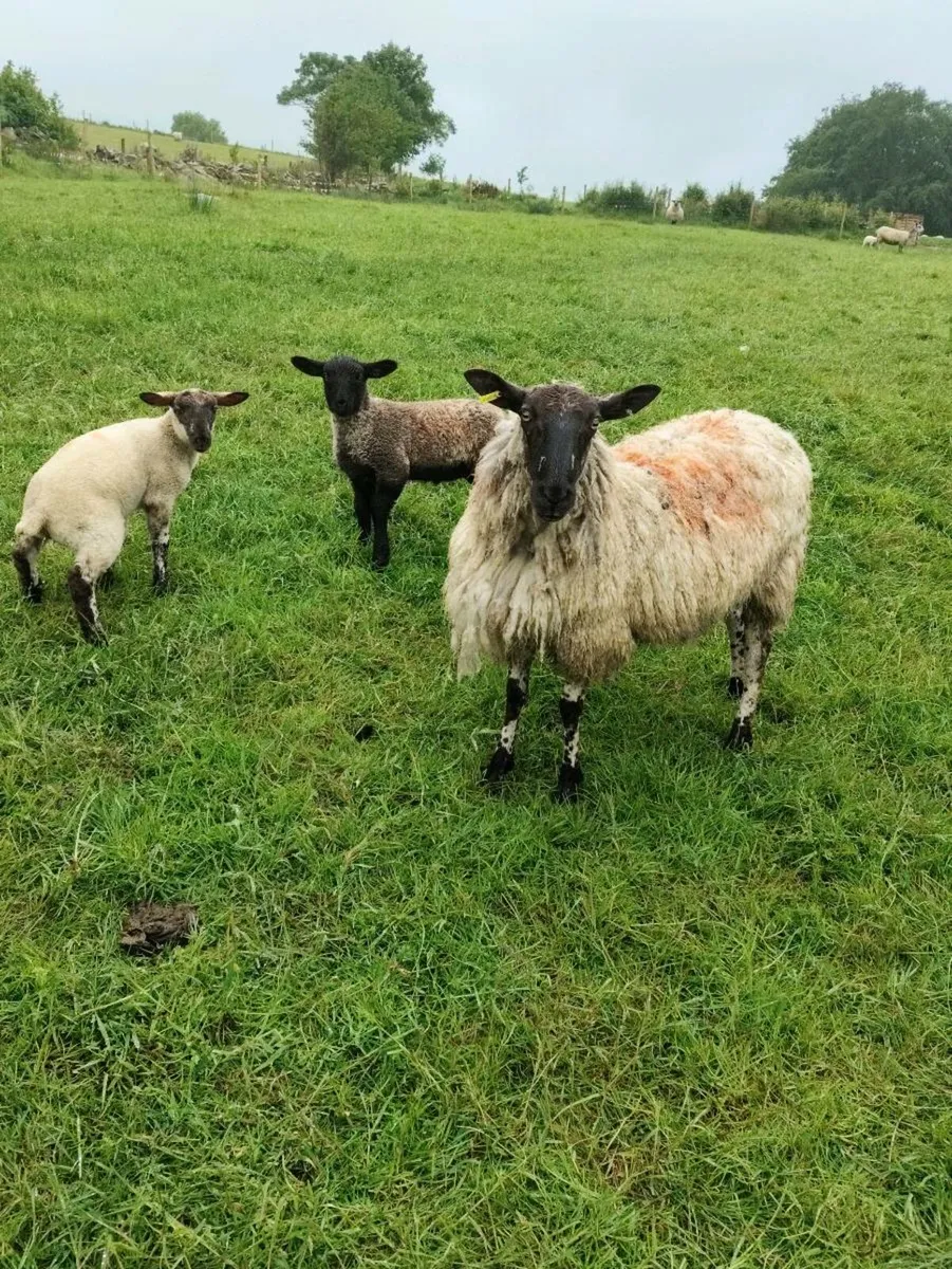 Sheep - Image 3