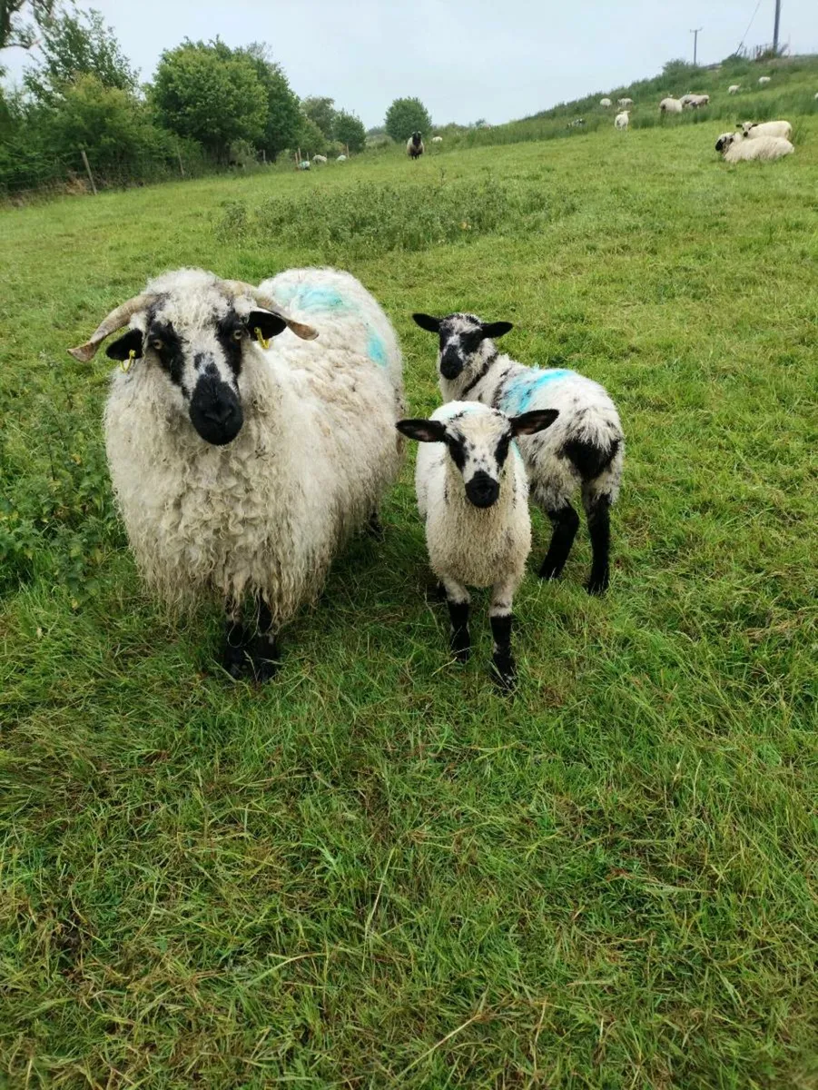 Sheep - Image 4