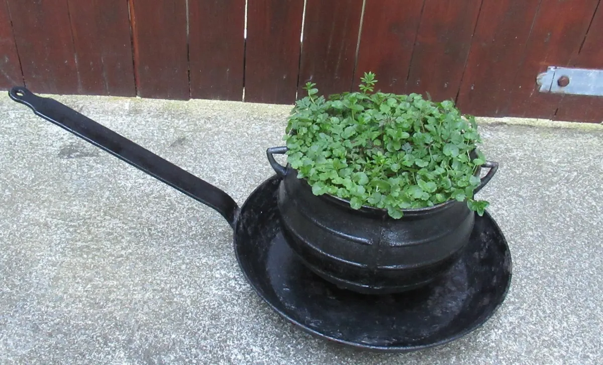 antique vintage black landscaping  skillet garden - Image 4