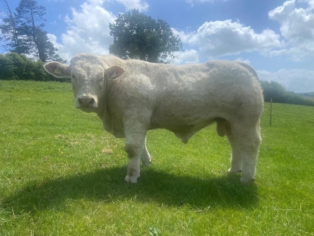 14 month cf52 Charolais Bull - Image 1