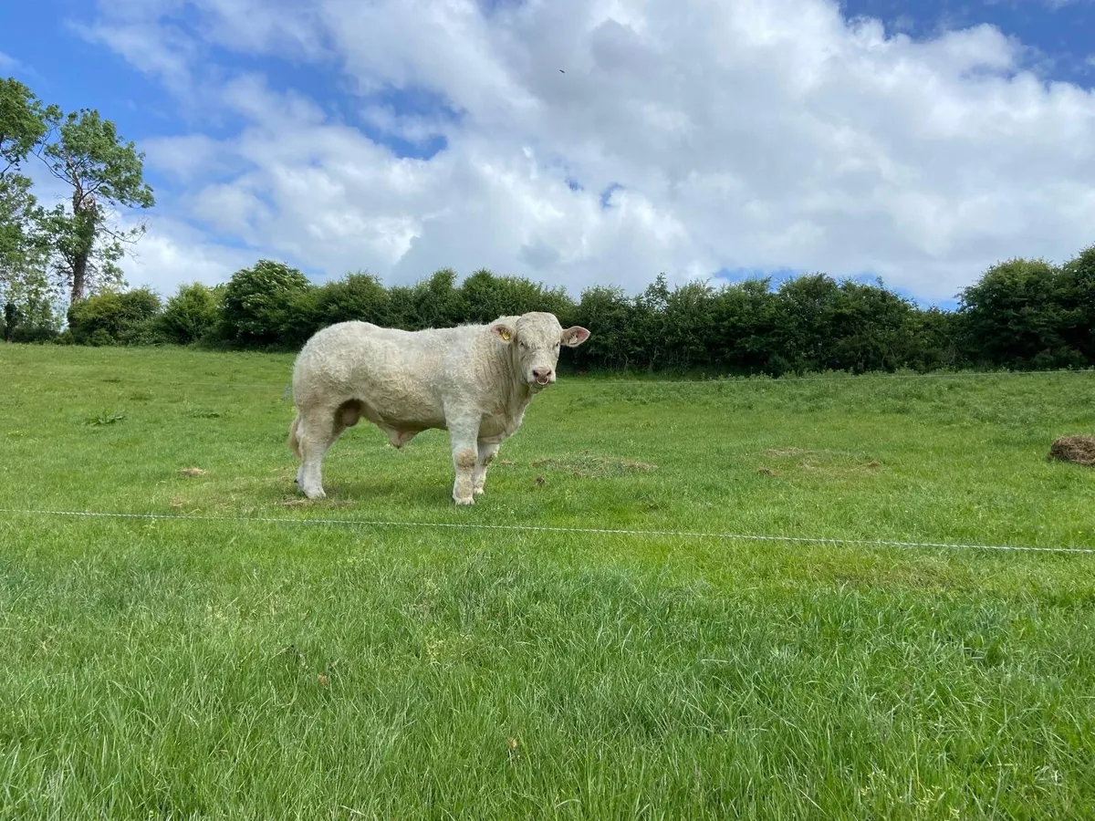 14 month cf52 Charolais Bull - Image 3