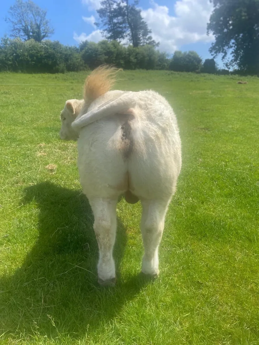 14 month cf52 Charolais Bull - Image 4