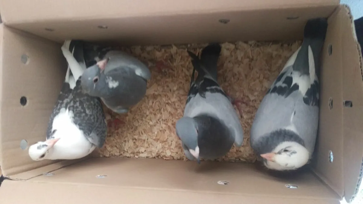 QUALITY - VAN DEN BULCK'S - Two Ten Bird  Kits - Image 3