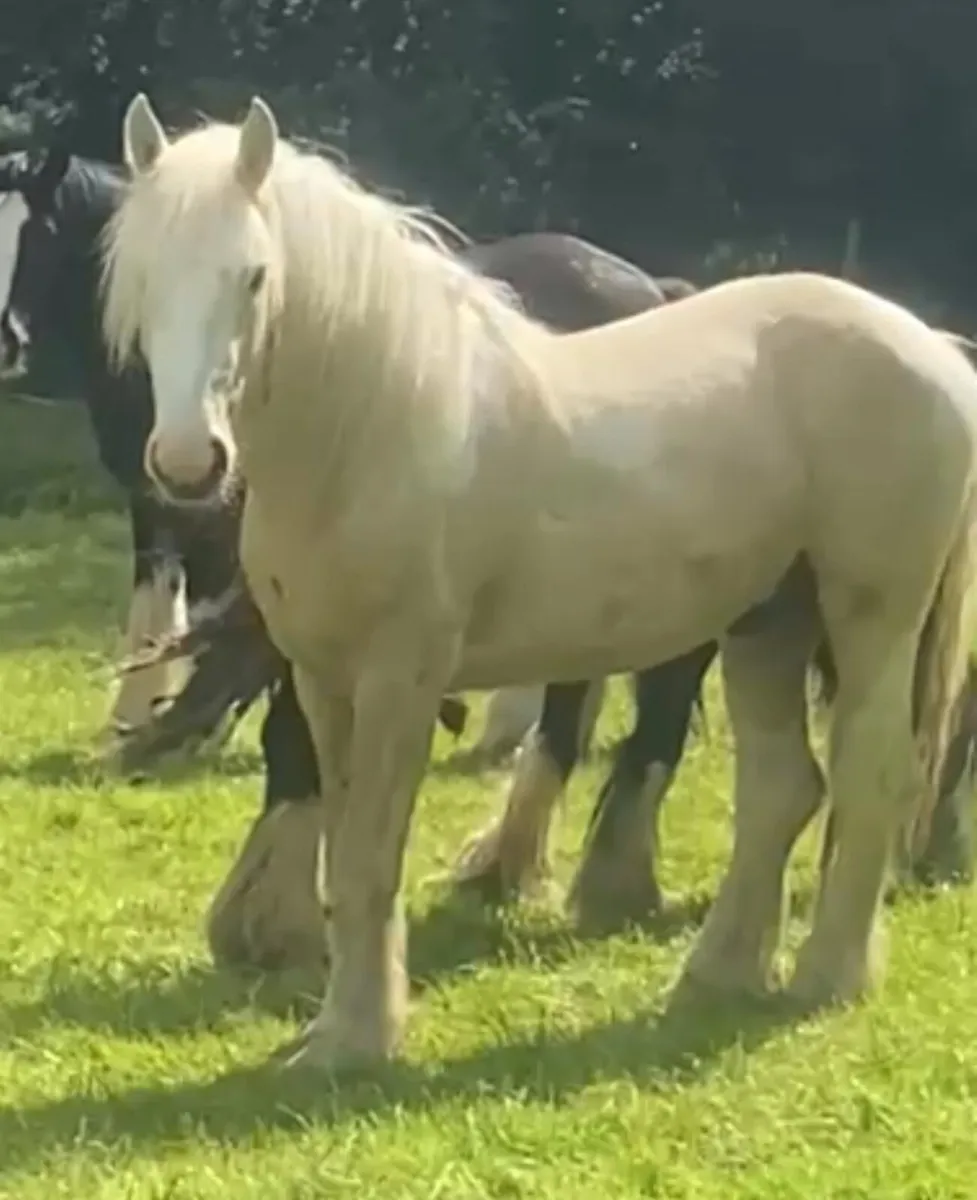 2yo Palamino Colt - Image 1