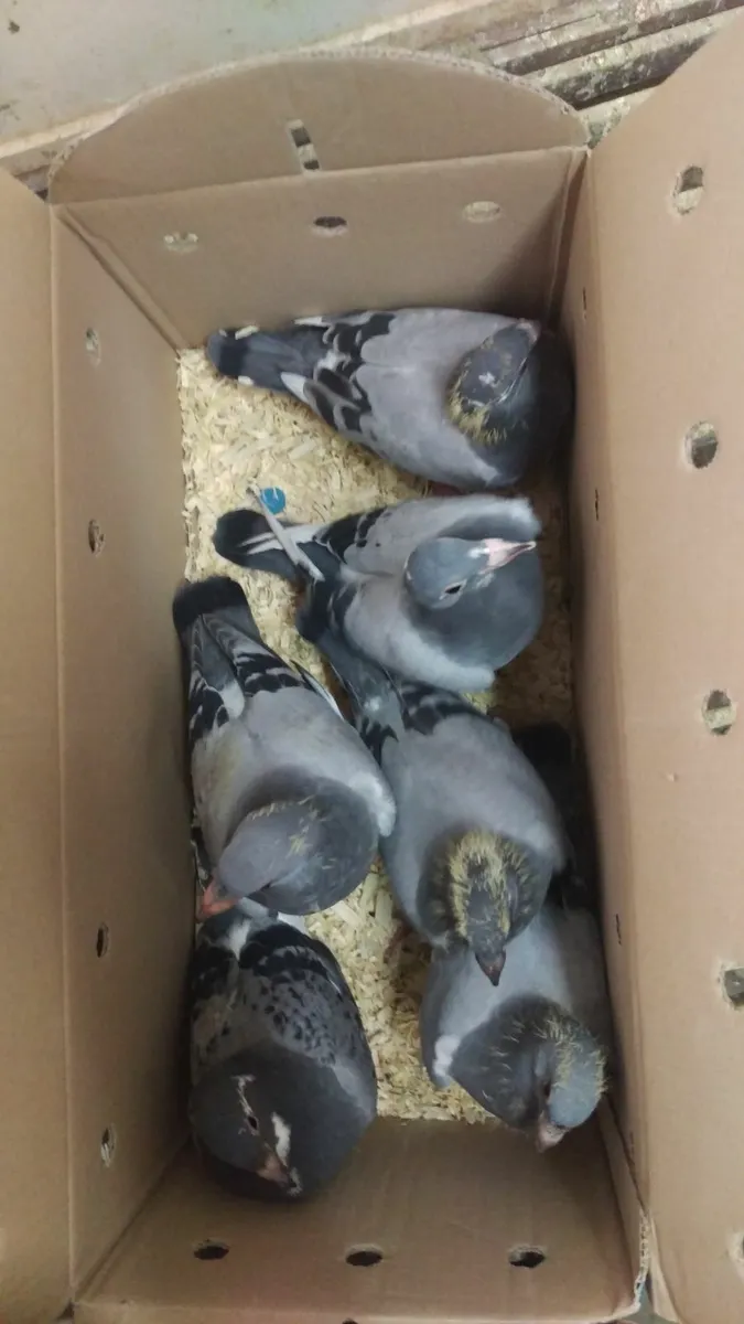 QUALITY - VAN DEN BULCK STOCK BIRDS - Image 3