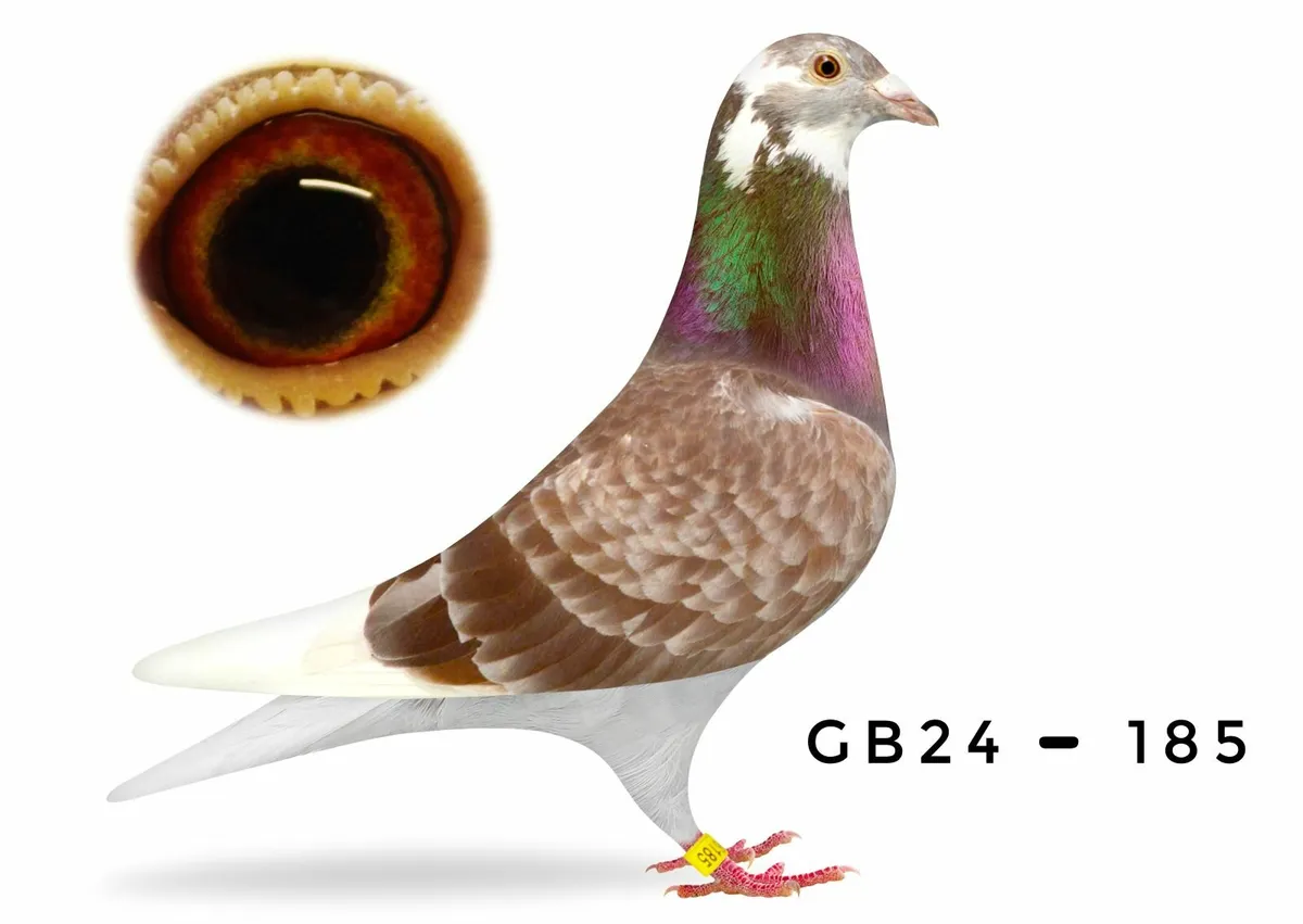 QUALITY - VAN DEN BULCK STOCK BIRDS - Image 4