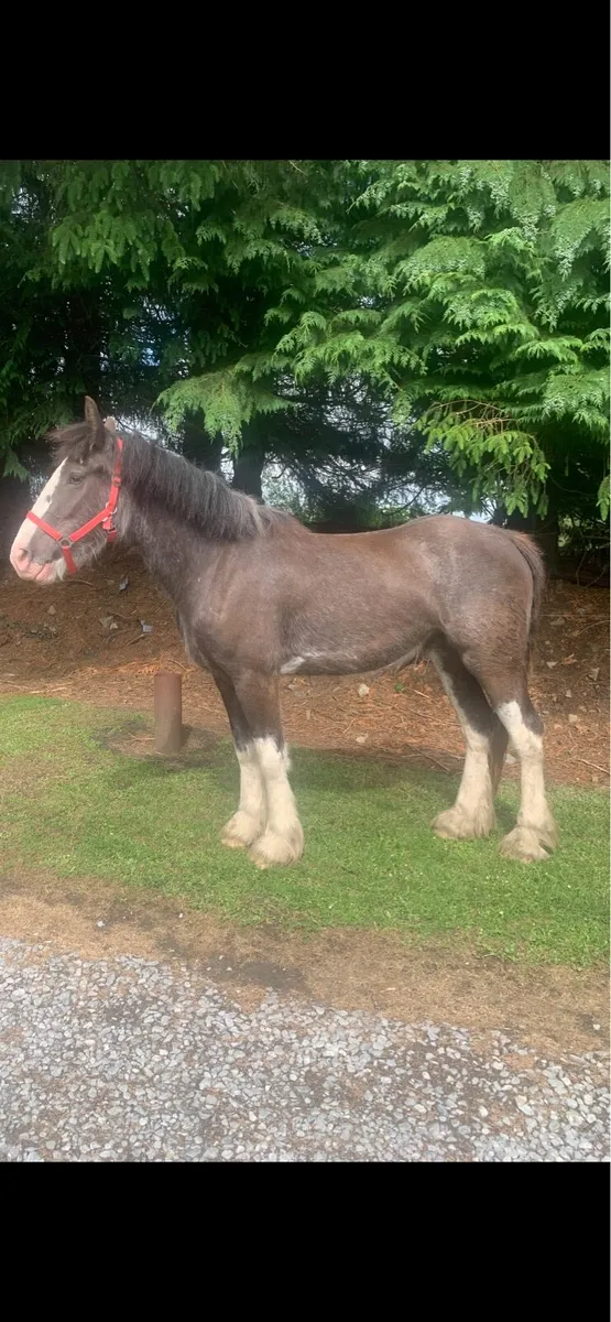 TRADITIONAL IRISH COB - Image 1
